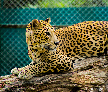 Animals in Rani Baug - Byculla Zoo