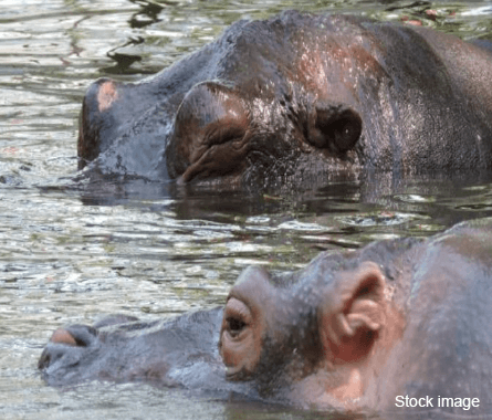 Animals in Rani Baug