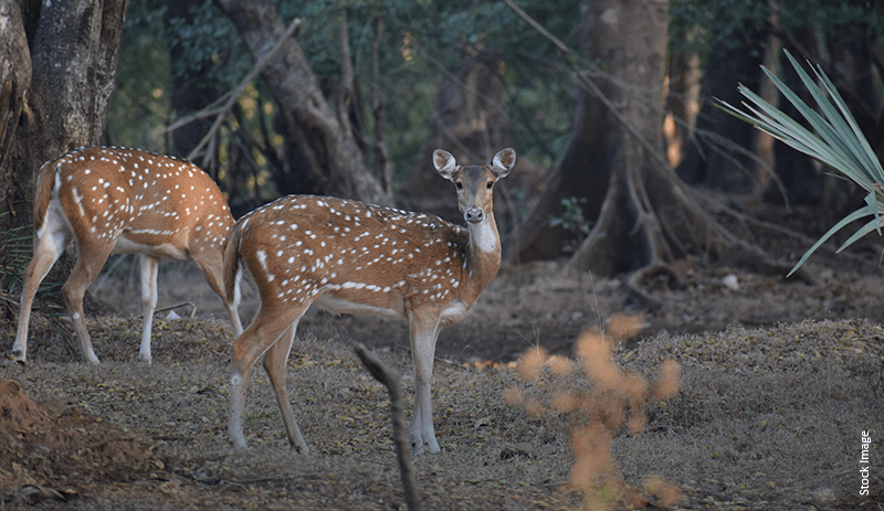 Byculla Zoo: All You Need to Know About Veer Jijamata Udyan